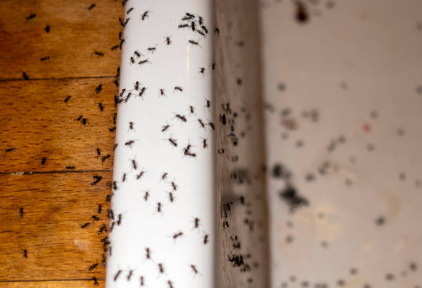 Best Rat Extermination Near Me  in Pinehurst, NC